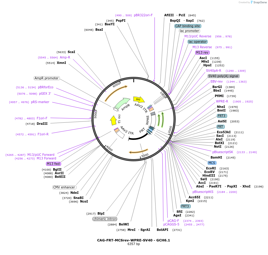 241332-plasmid-map-sequence-id-487174