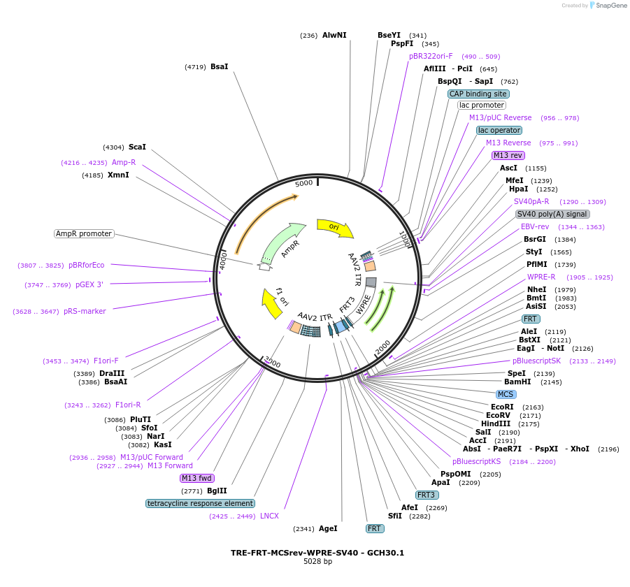 241336-plasmid-map-sequence-id-487176