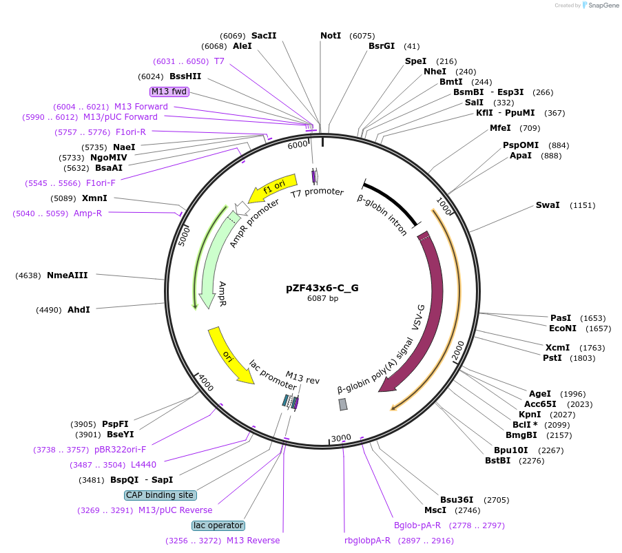 240262-plasmid-map-sequence-id-487180