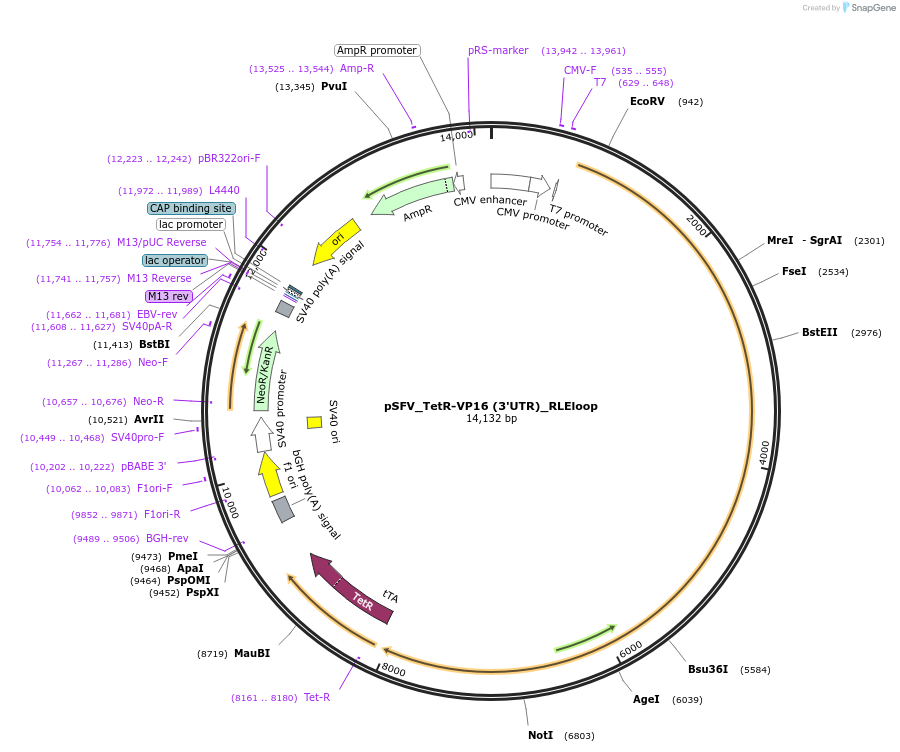 240259-plasmid-map-sequence-id-487181