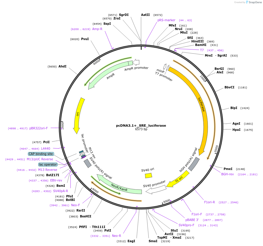 240265-plasmid-map-sequence-id-487182