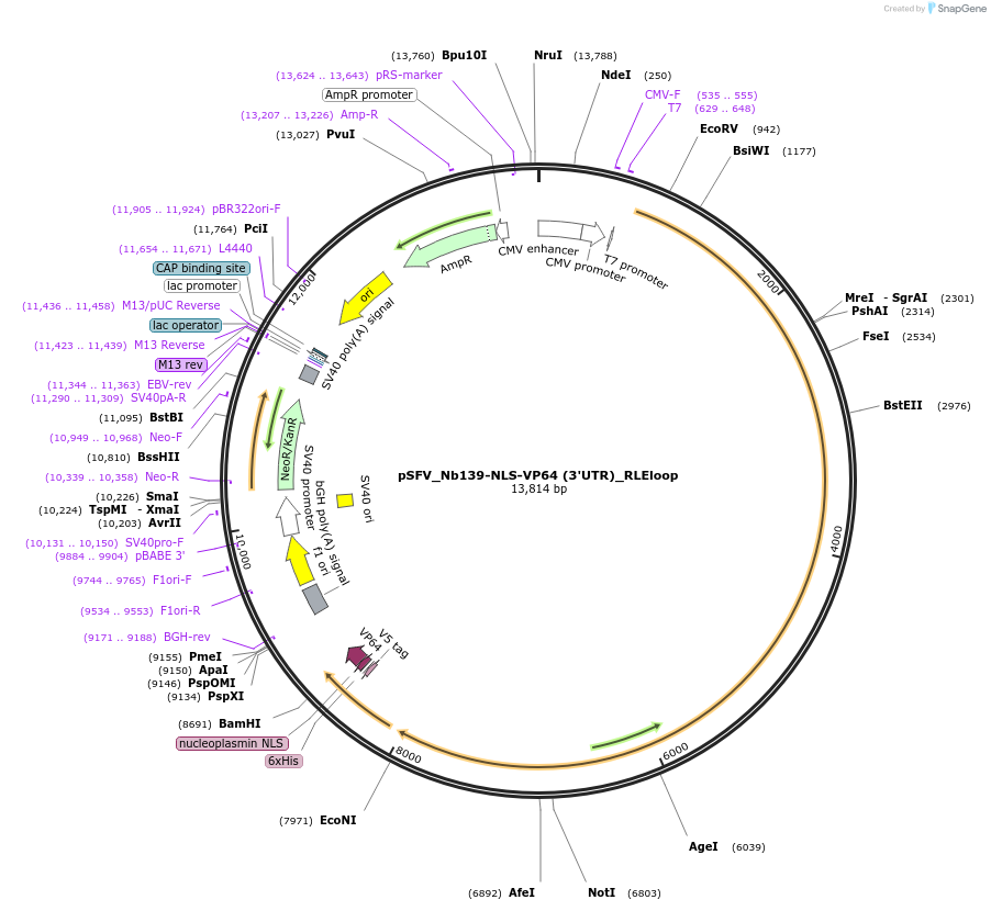 240256-plasmid-map-sequence-id-487183