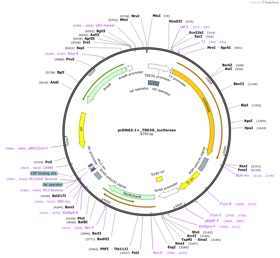240266-plasmid-map-sequence-id-487185