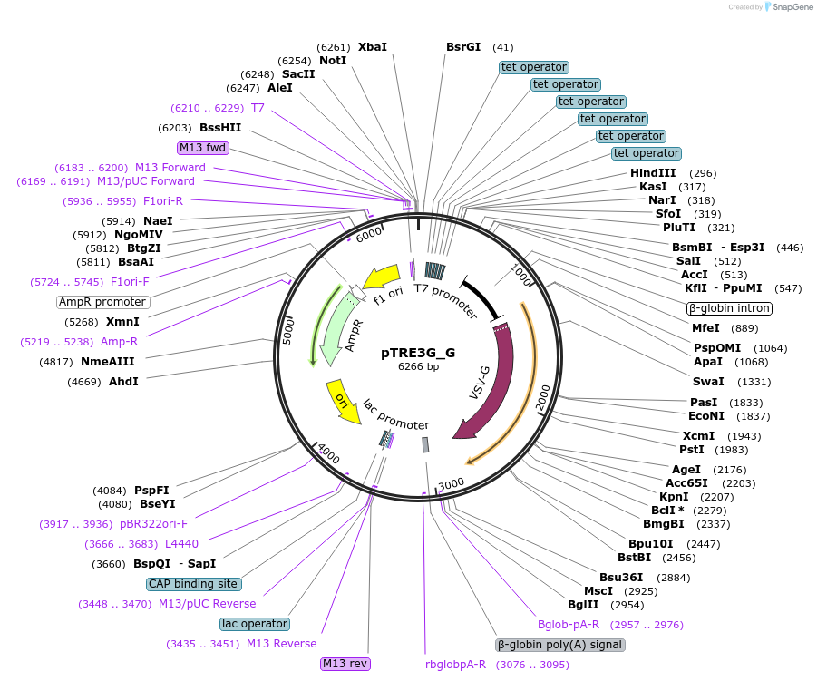 240261-plasmid-map-sequence-id-487189