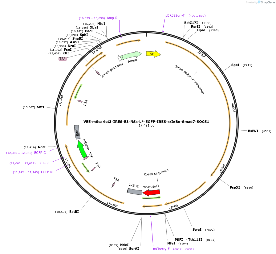 242412-plasmid-map-sequence-id-487191