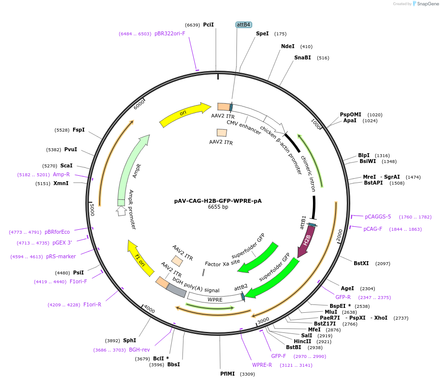 242690-plasmid-map-sequence-id-487264
