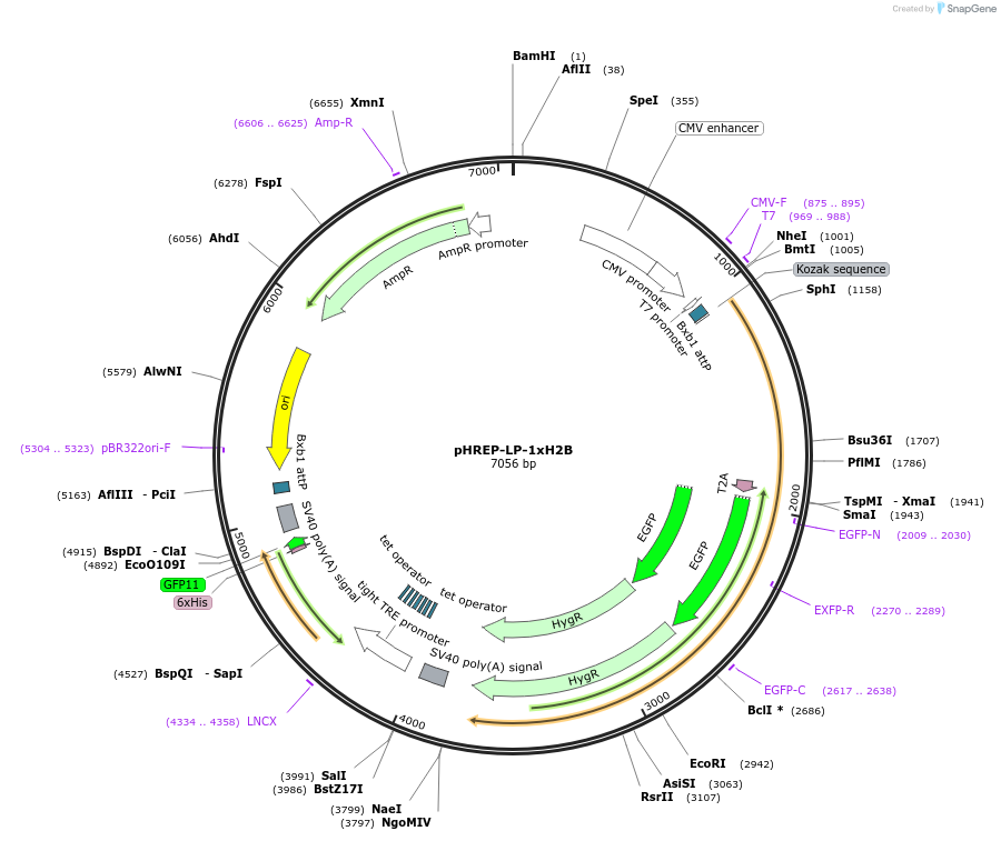 240433-plasmid-map-sequence-id-487375
