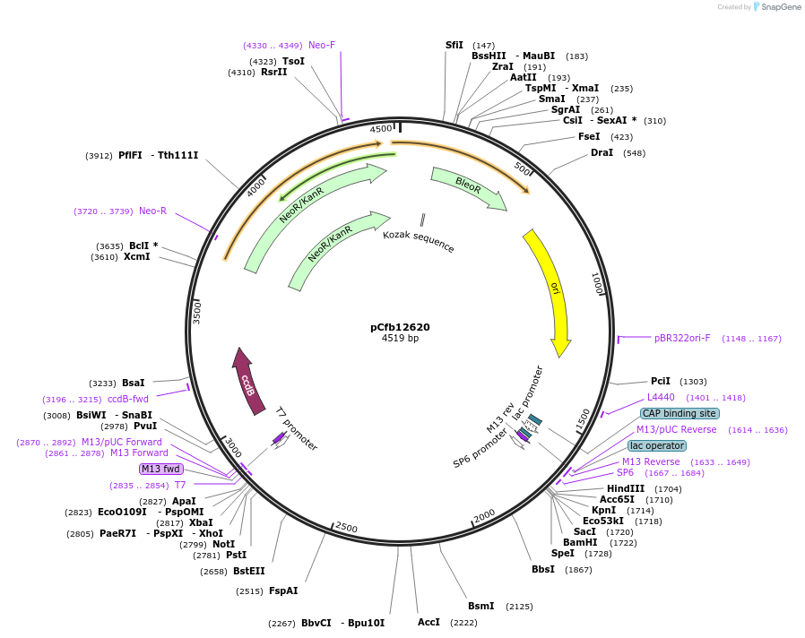 219928-plasmid-map-sequence-id-487419