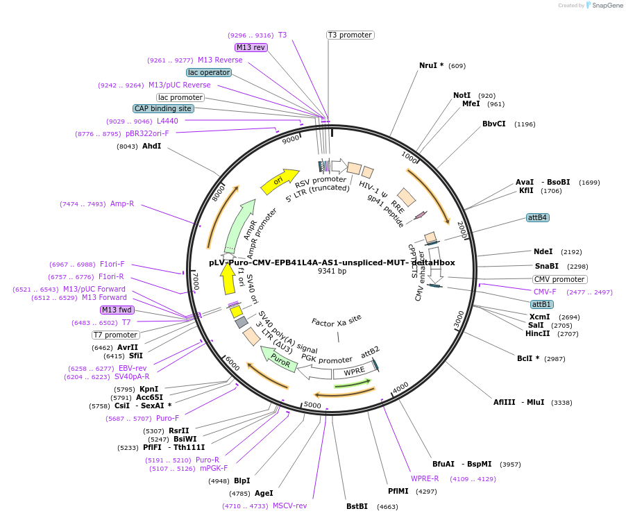 242752-plasmid-map-sequence-id-487459