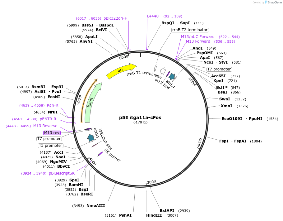 240524-plasmid-map-sequence-id-487492