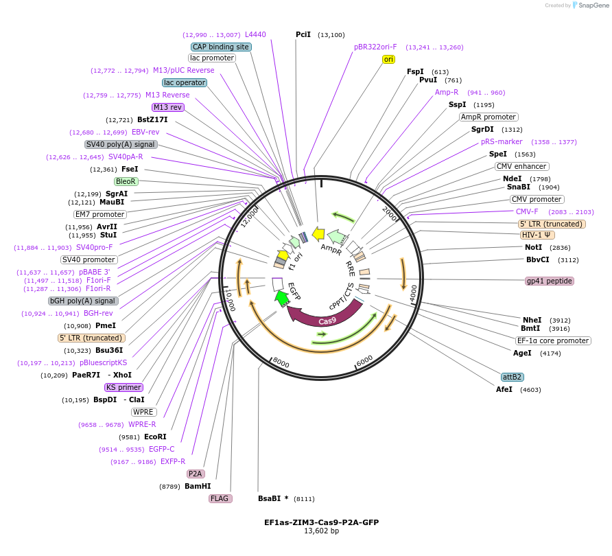 239603-plasmid-map-sequence-id-487496