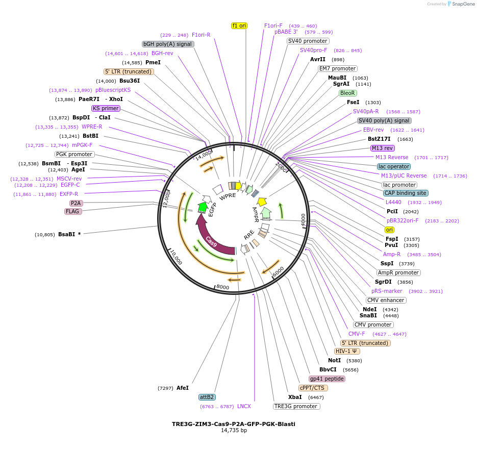 239604-plasmid-map-sequence-id-487500