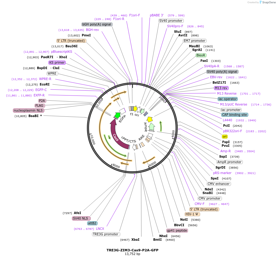 239605-plasmid-map-sequence-id-487502