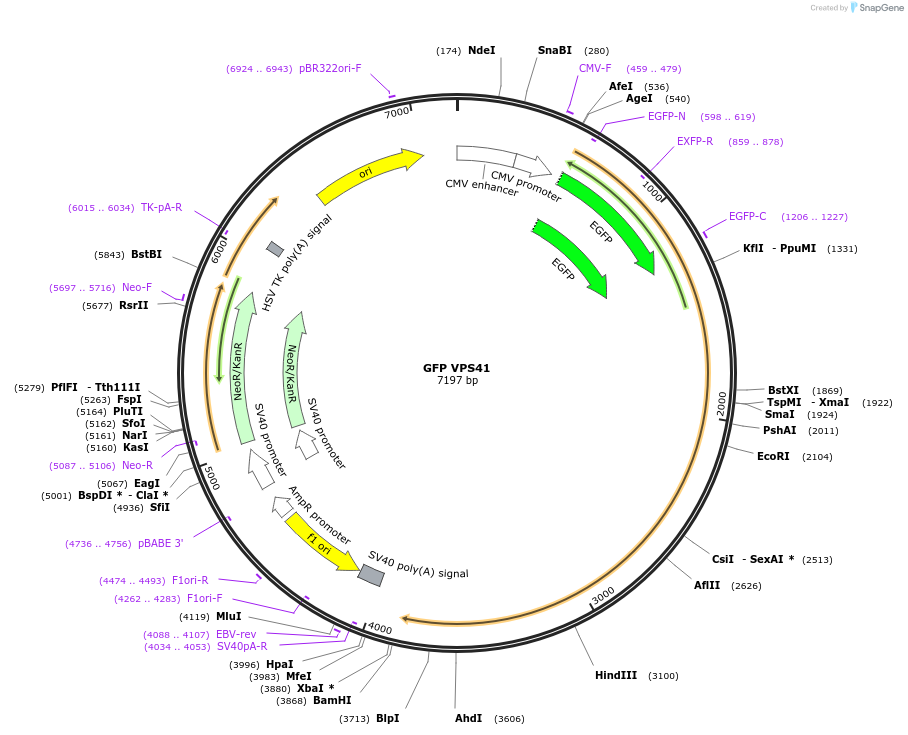 245032-plasmid-map-sequence-id-487512