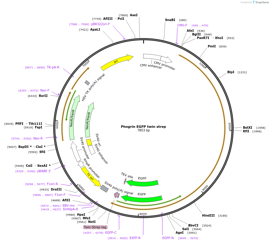 245046-plasmid-map-sequence-id-487635