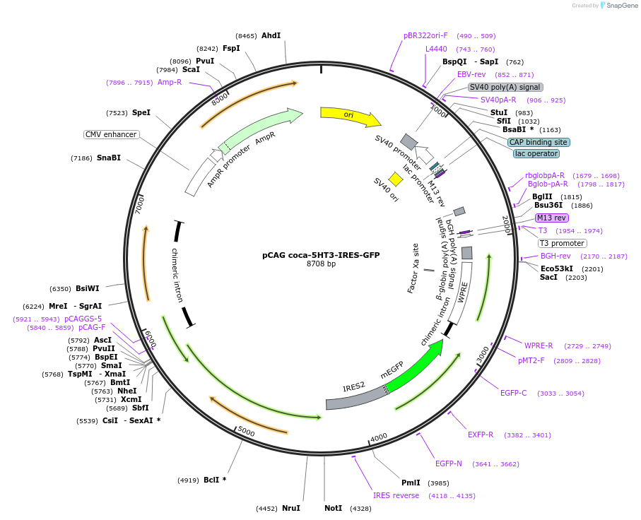 242193-plasmid-map-sequence-id-487705