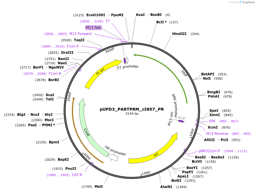 243926-plasmid-map-sequence-id-487719