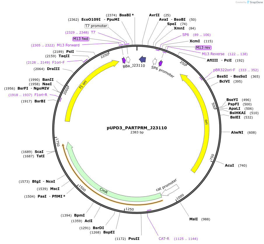 243940-plasmid-map-sequence-id-487756