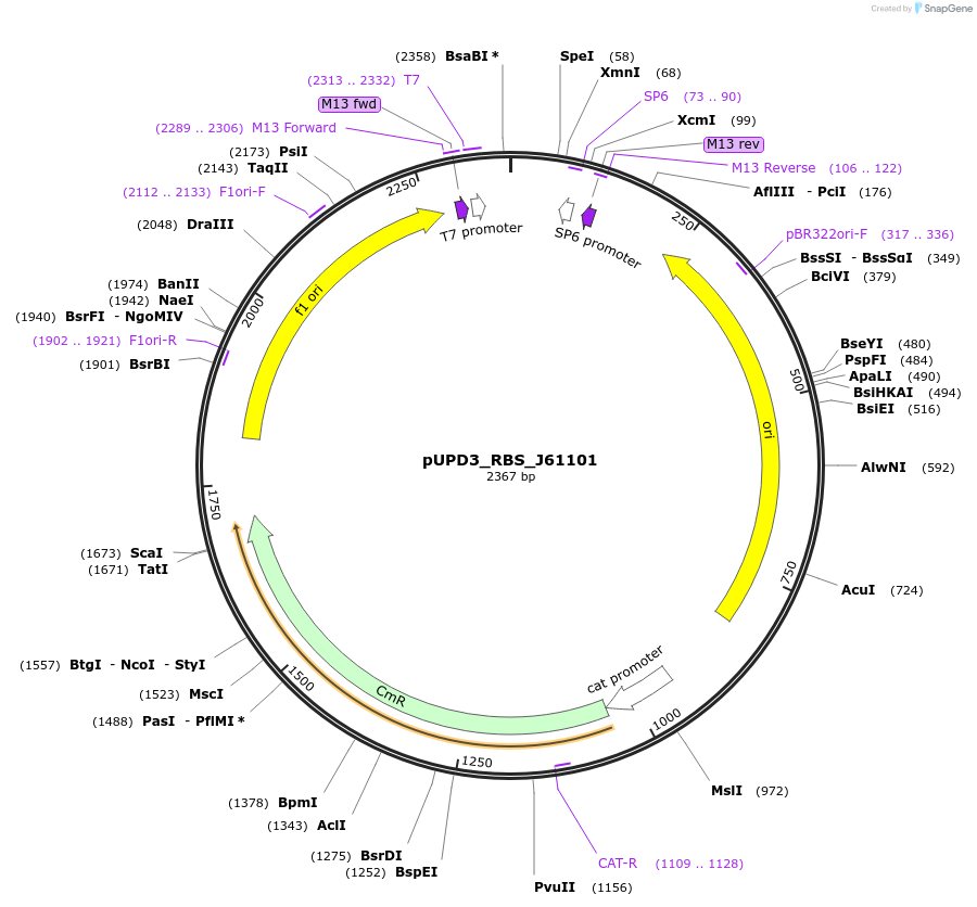 243950-plasmid-map-sequence-id-487781