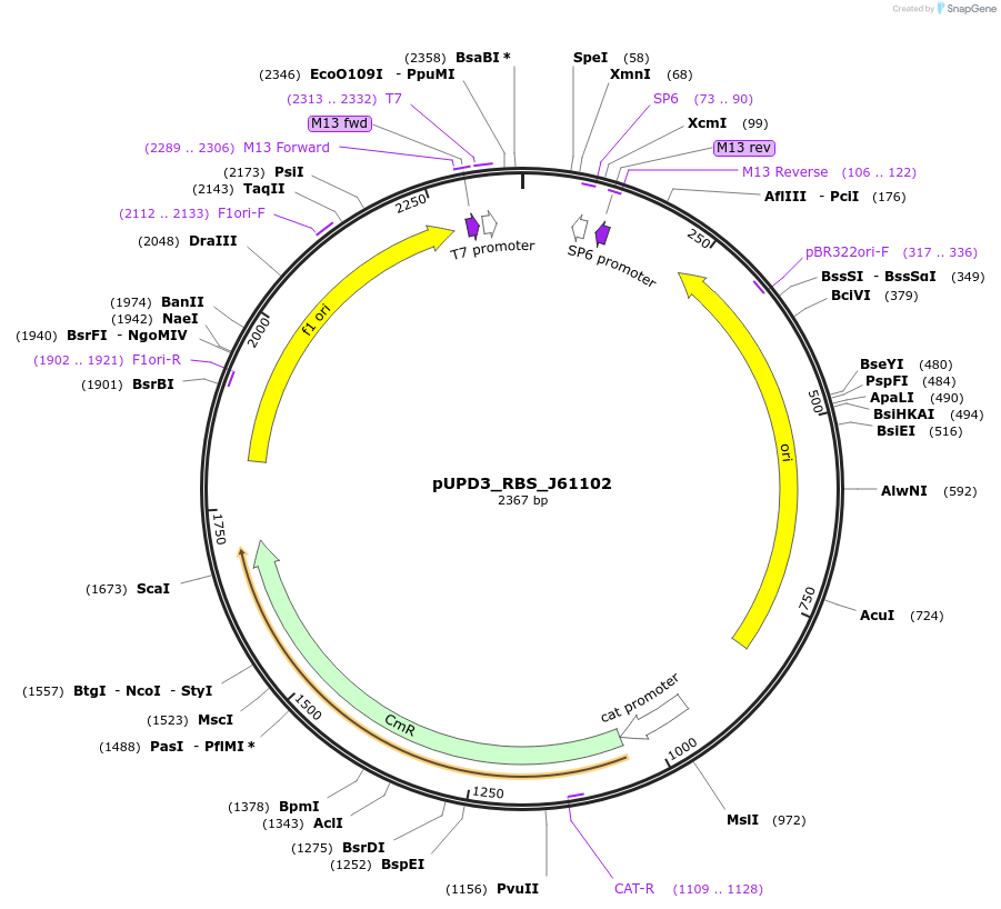 243951-plasmid-map-sequence-id-487782