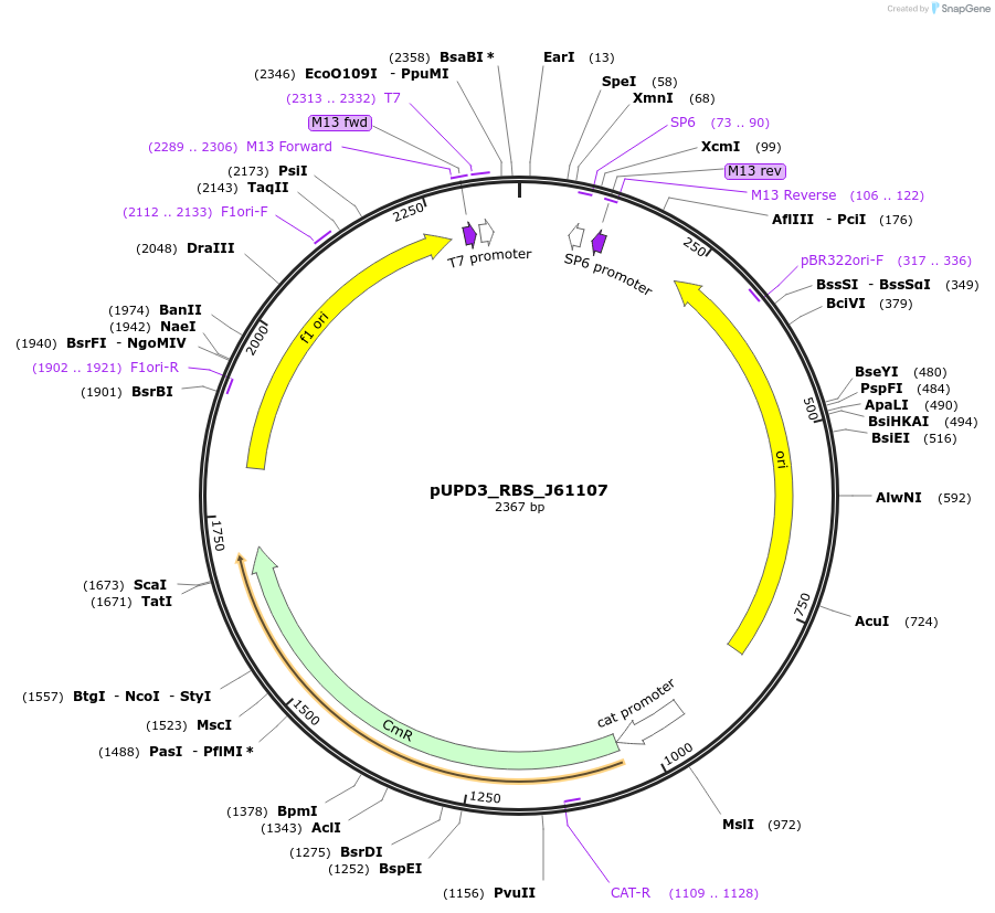 243956-plasmid-map-sequence-id-487787
