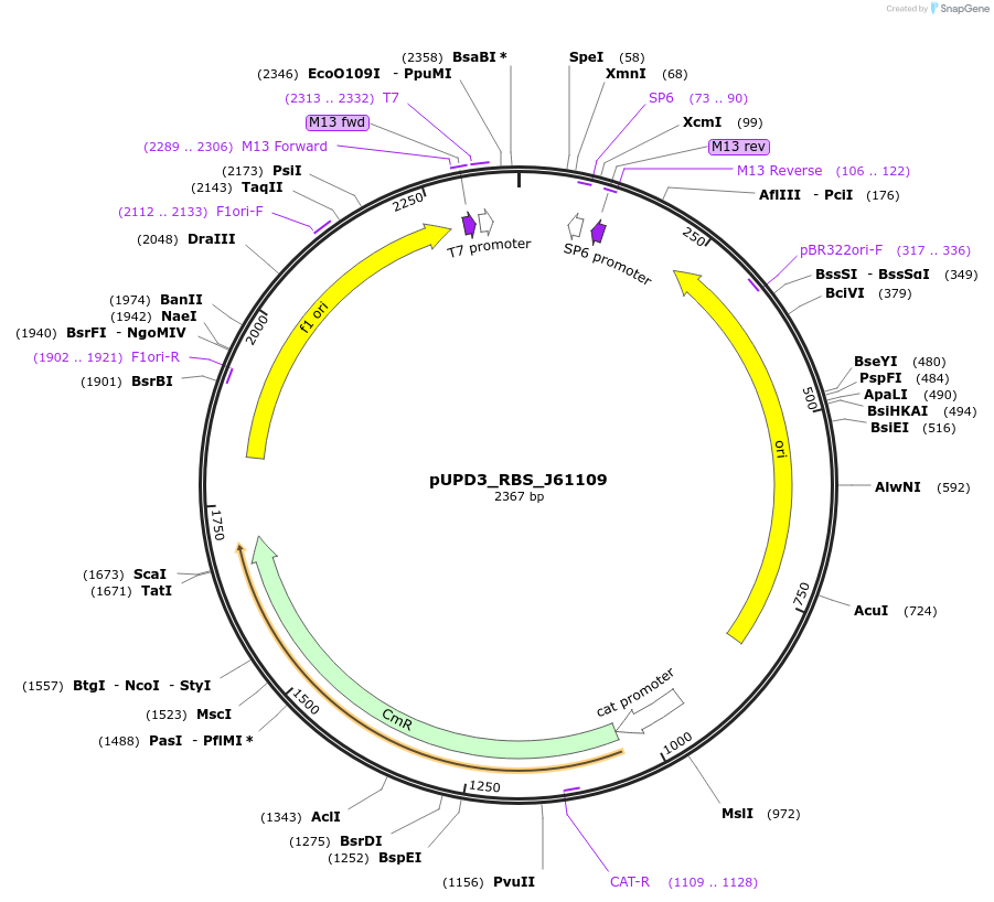 243958-plasmid-map-sequence-id-487789