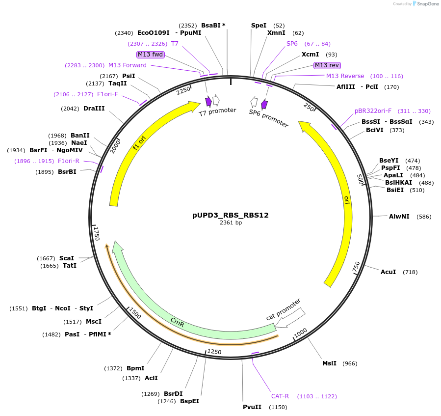 244000-plasmid-map-sequence-id-487831