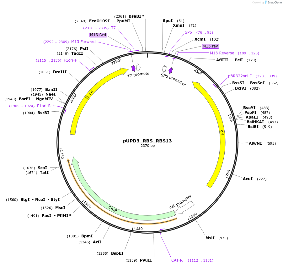244001-plasmid-map-sequence-id-487832