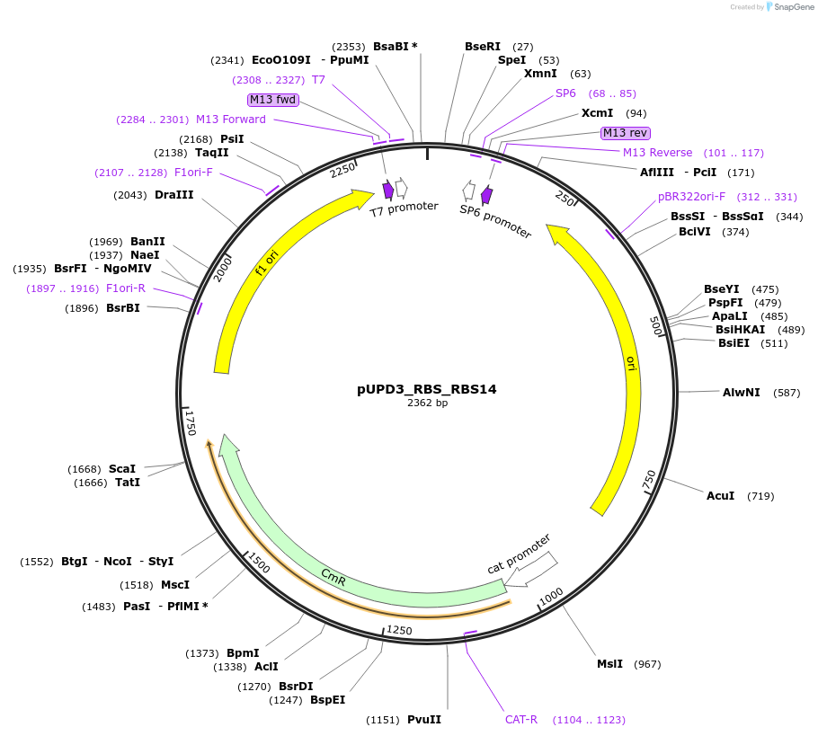 244002-plasmid-map-sequence-id-487833