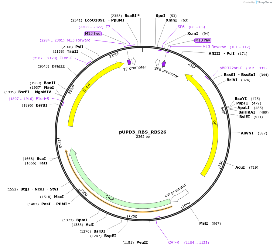 244014-plasmid-map-sequence-id-487845
