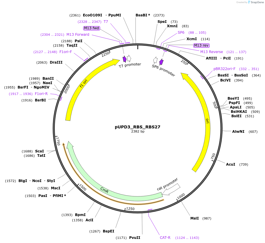 244015-plasmid-map-sequence-id-487846