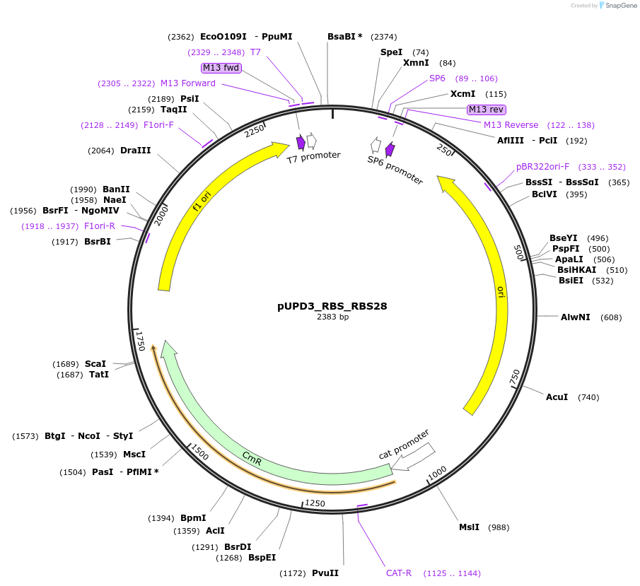 244016-plasmid-map-sequence-id-487847