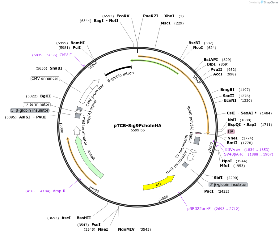 237367-plasmid-map-sequence-id-487870