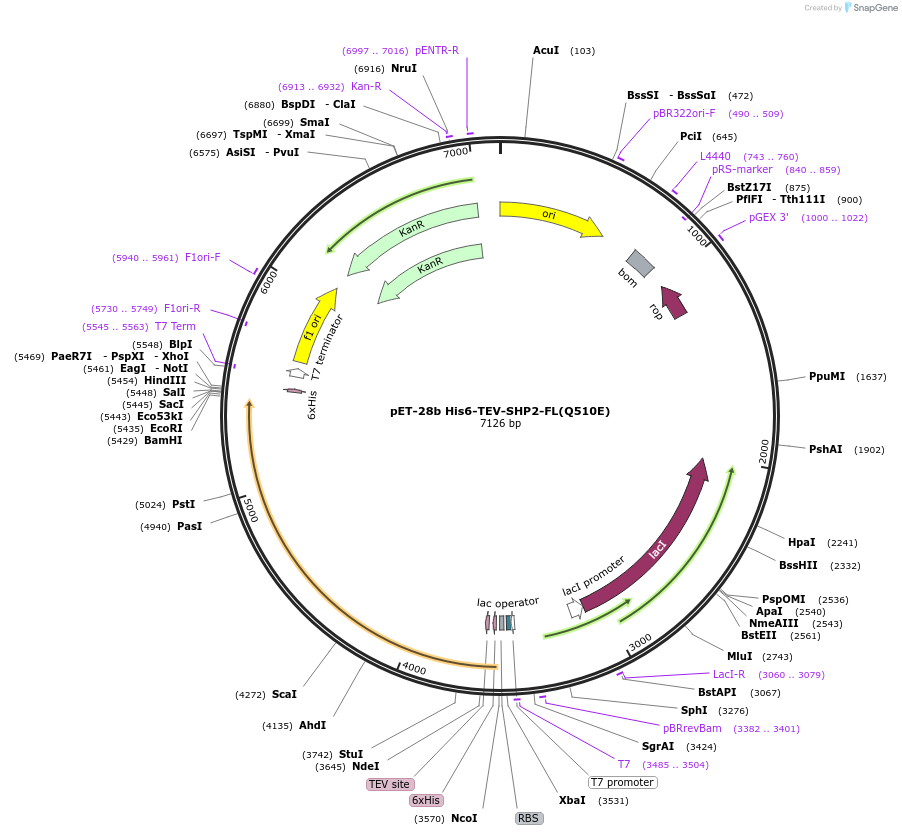 245214-plasmid-map-sequence-id-487897