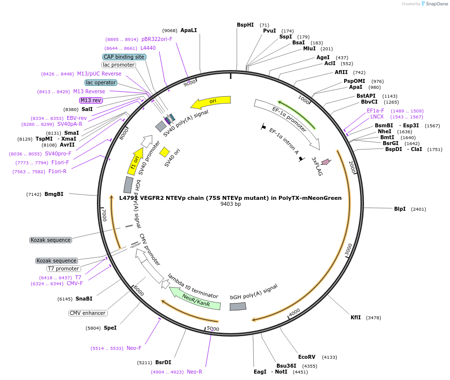 244172-plasmid-map-sequence-id-487903