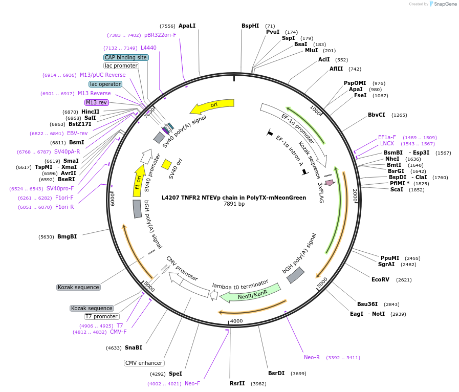 244175-plasmid-map-sequence-id-487911