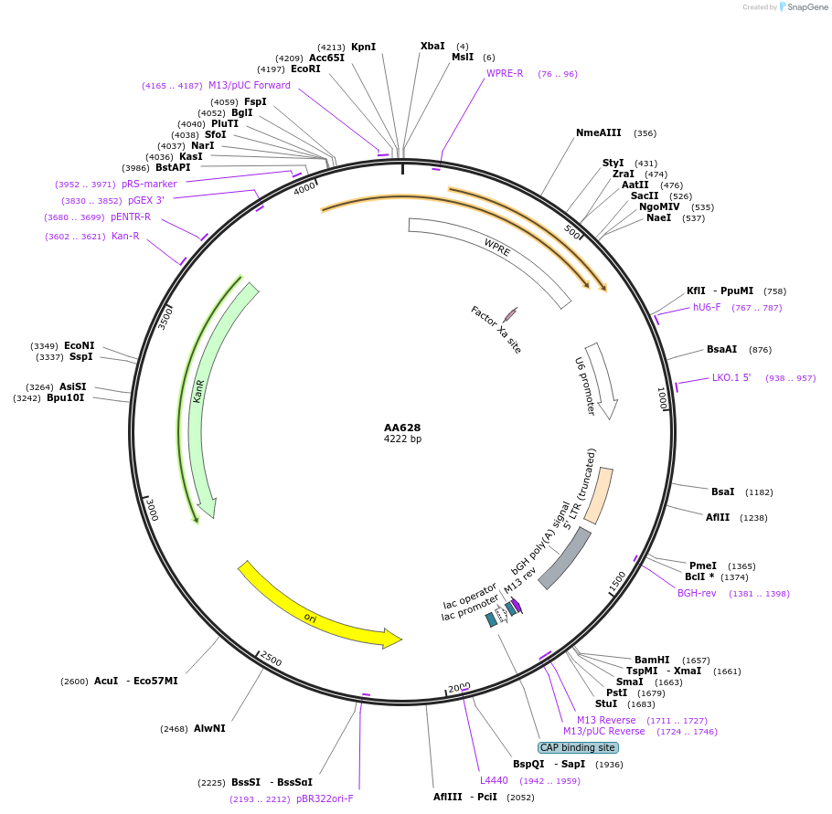 245316-plasmid-map-sequence-id-487913