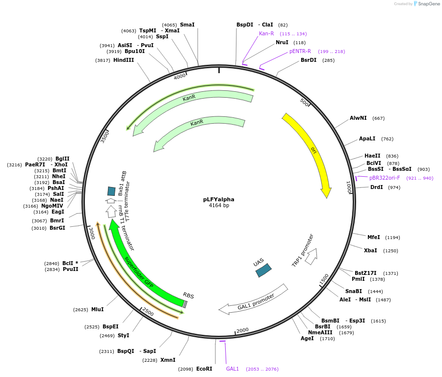243804-plasmid-map-sequence-id-487916