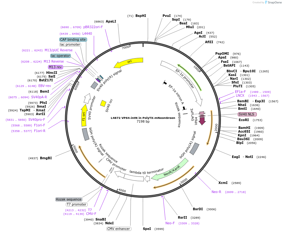 244191-plasmid-map-sequence-id-487920