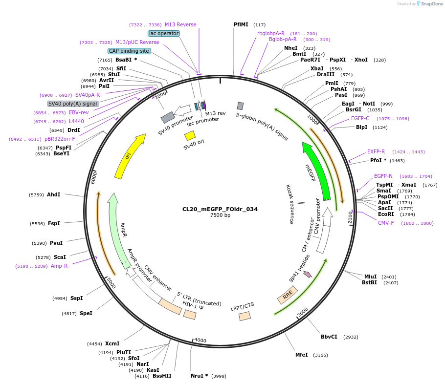 244586-plasmid-map-sequence-id-487948