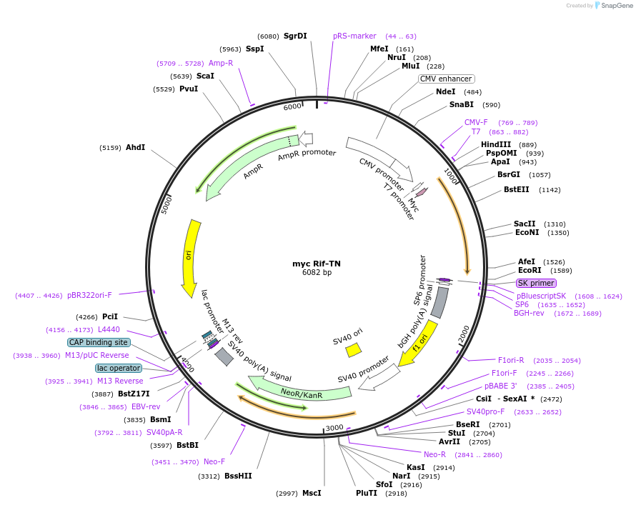 38769-plasmid-map-sequence-id-48796