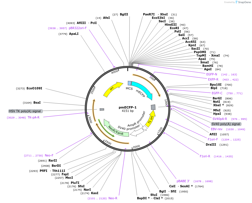 38772-plasmid-map-sequence-id-48799
