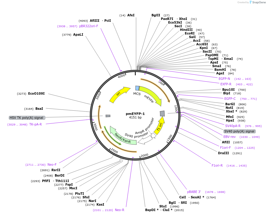 38773-plasmid-map-sequence-id-48800