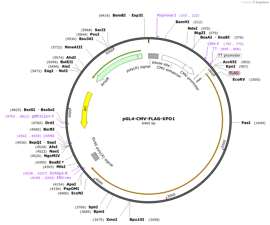 242459-plasmid-map-sequence-id-488006