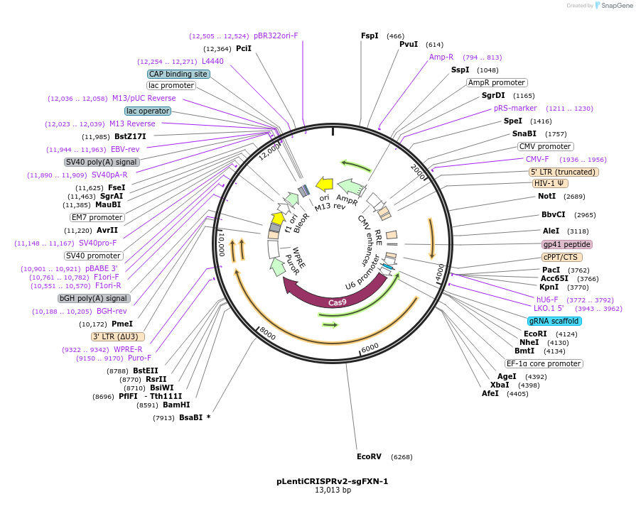 246017-plasmid-map-sequence-id-488028