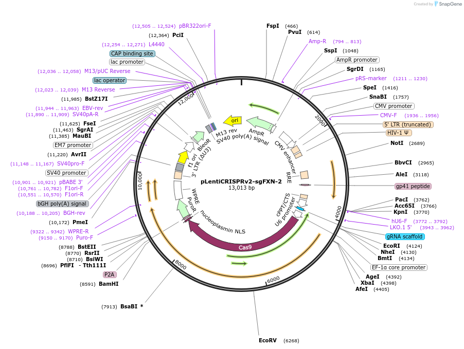 246018-plasmid-map-sequence-id-488029