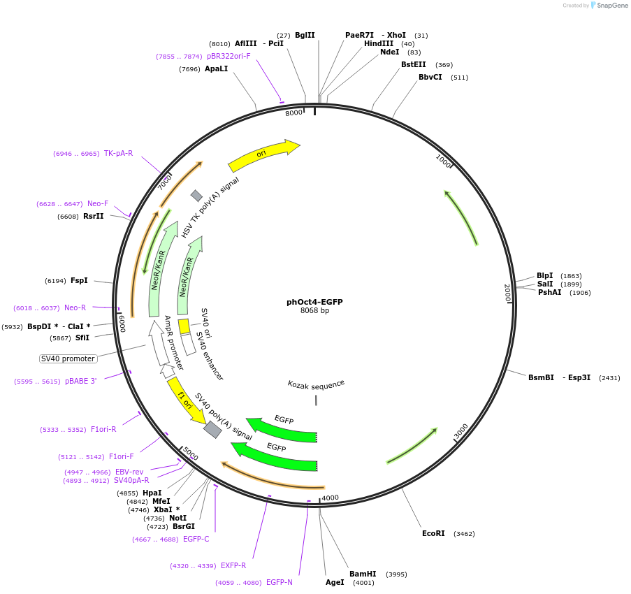 48803_map