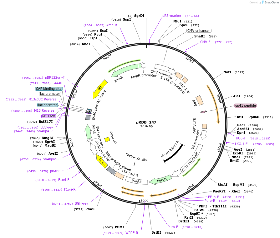 245334-plasmid-map-sequence-id-488032