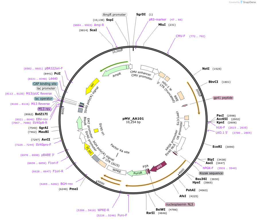 245323-plasmid-map-sequence-id-488047