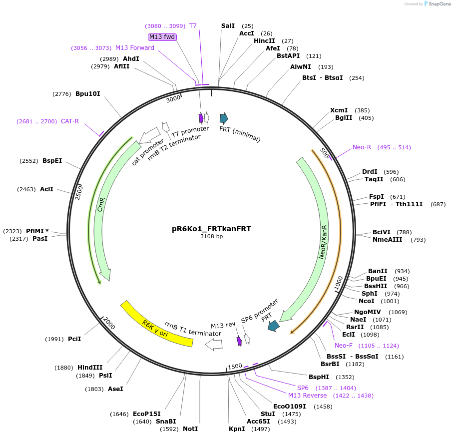 243899-plasmid-map-sequence-id-488087